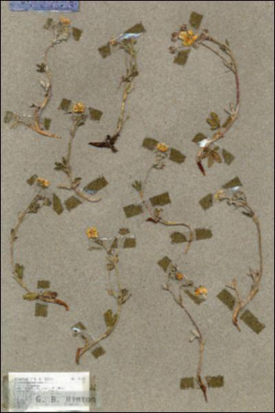 URN_catalog_HBHinton_herbarium_18828.jpg.jpg