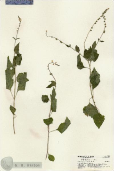 URN_catalog_HBHinton_herbarium_21201.jpg.jpg