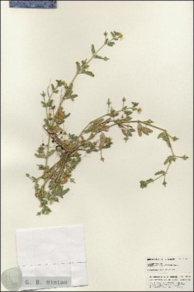 URN_catalog_HBHinton_herbarium_25461.jpg.jpg