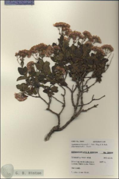 URN_catalog_HBHinton_herbarium_28099.jpg.jpg