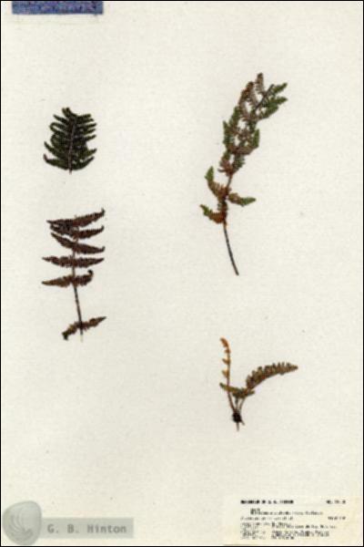 URN_catalog_HBHinton_herbarium_21050.jpg.jpg