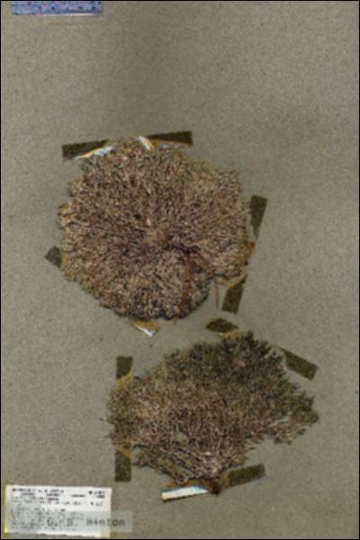 URN_catalog_HBHinton_herbarium_17837.jpg.jpg