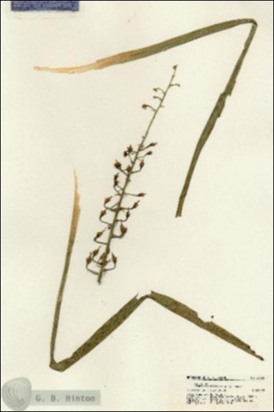 URN_catalog_HBHinton_herbarium_21360.jpg.jpg