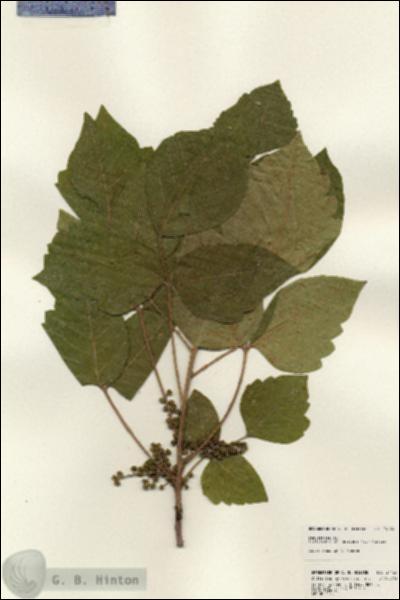 URN_catalog_HBHinton_herbarium_24124.jpg.jpg