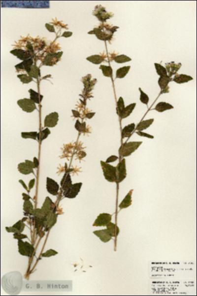 URN_catalog_HBHinton_herbarium_24508.jpg.jpg