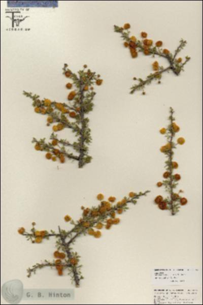 URN_catalog_HBHinton_herbarium_25761.jpg.jpg