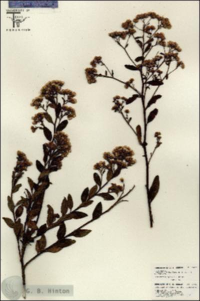 URN_catalog_HBHinton_herbarium_26067.jpg.jpg