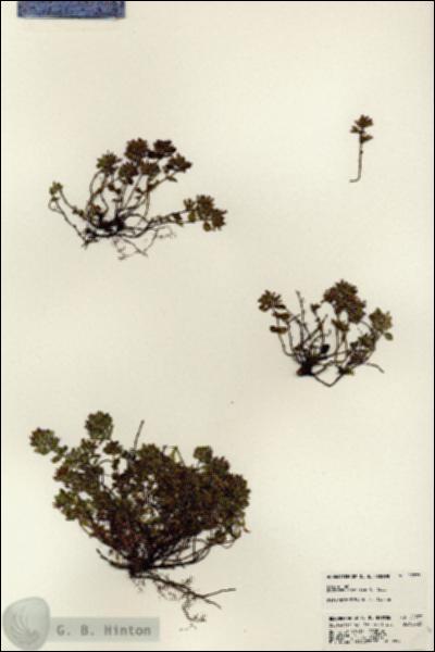 URN_catalog_HBHinton_herbarium_22977.jpg.jpg