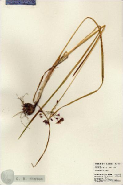 URN_catalog_HBHinton_herbarium_24609.jpg.jpg