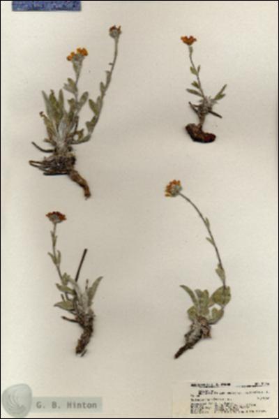 URN_catalog_HBHinton_herbarium_20956.jpg.jpg