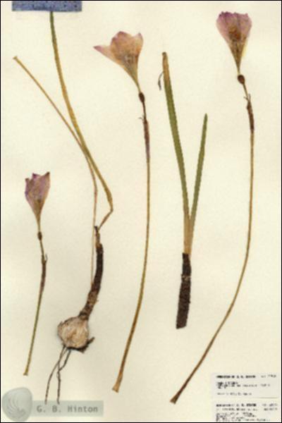 URN_catalog_HBHinton_herbarium_22816.jpg.jpg