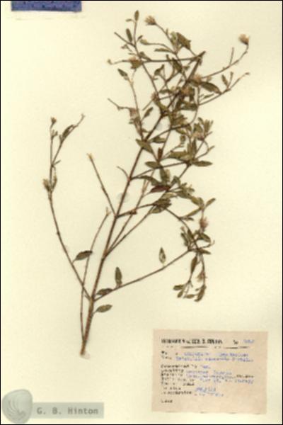 URN_catalog_HBHinton_herbarium_2895.jpg.jpg