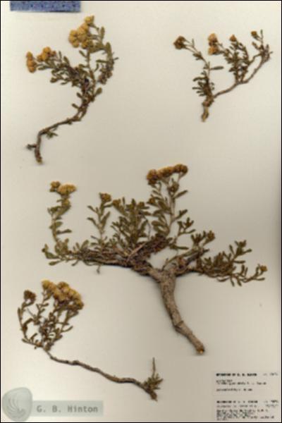 URN_catalog_HBHinton_herbarium_23034.jpg.jpg