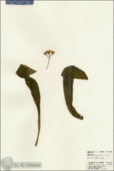 URN_catalog_HBHinton_herbarium_22993.jpg.jpg