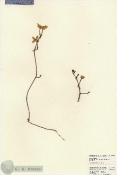 URN_catalog_HBHinton_herbarium_22738.jpg.jpg