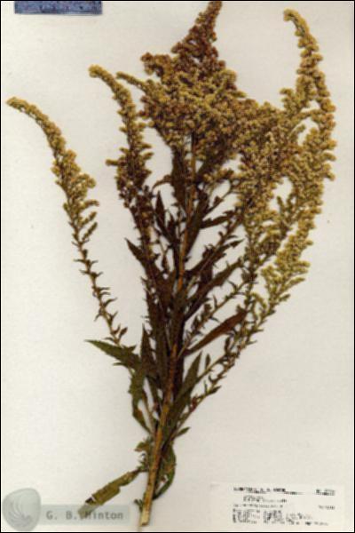 URN_catalog_HBHinton_herbarium_20339.jpg.jpg