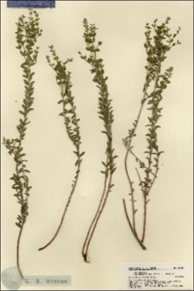 URN_catalog_HBHinton_herbarium_22095.jpg.jpg
