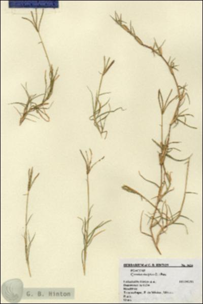 URN_catalog_HBHinton_herbarium_3624.jpg.jpg