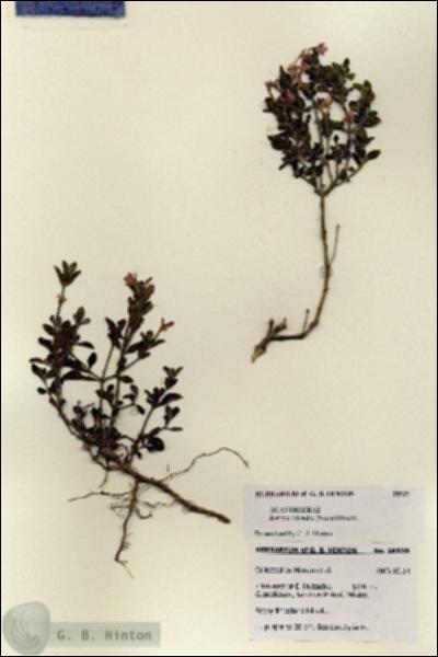 URN_catalog_HBHinton_herbarium_28539.jpg.jpg