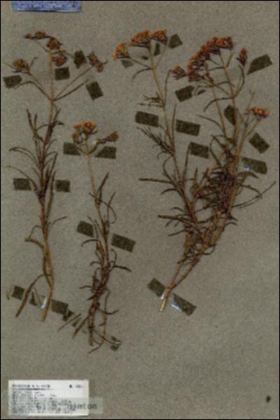 URN_catalog_HBHinton_herbarium_18460.jpg.jpg