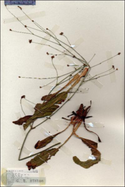 URN_catalog_HBHinton_herbarium_19170.jpg.jpg