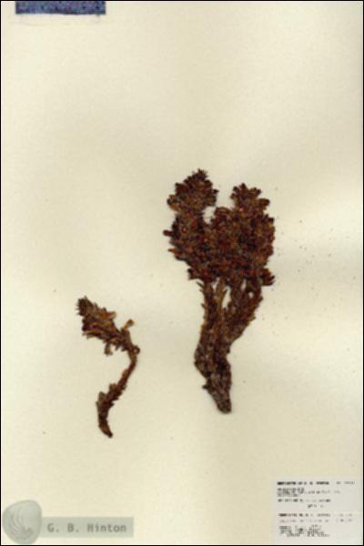 URN_catalog_HBHinton_herbarium_27020.jpg.jpg