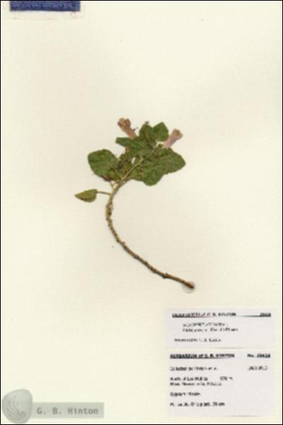 URN_catalog_HBHinton_herbarium_28414.jpg.jpg