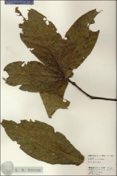 URN_catalog_HBHinton_herbarium_25047.jpg.jpg