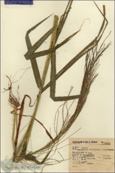 URN_catalog_HBHinton_herbarium_6462.jpg.jpg