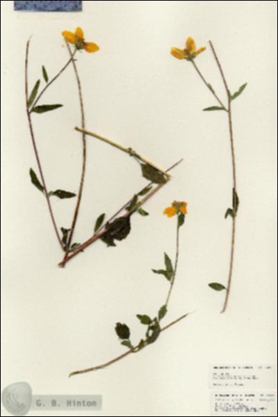 URN_catalog_HBHinton_herbarium_25032.jpg.jpg