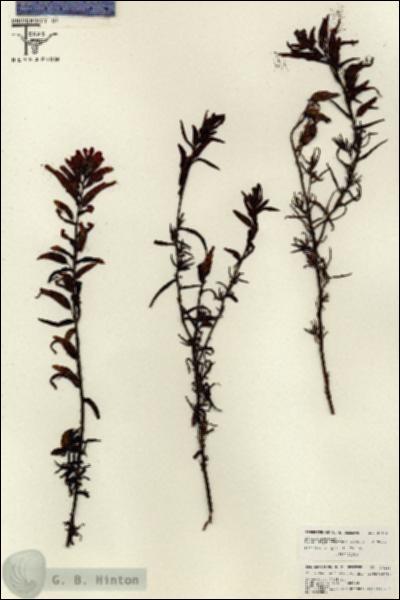 URN_catalog_HBHinton_herbarium_26136.jpg.jpg