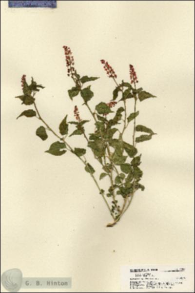 URN_catalog_HBHinton_herbarium_21997.jpg.jpg
