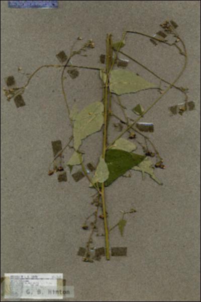 URN_catalog_HBHinton_herbarium_17615.jpg.jpg