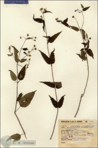 URN_catalog_HBHinton_herbarium_14182.jpg.jpg