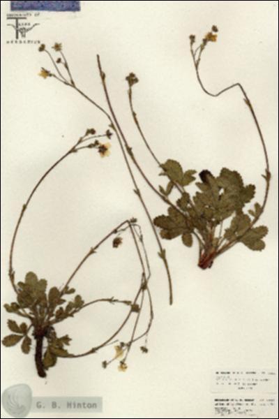 URN_catalog_HBHinton_herbarium_26534.jpg.jpg