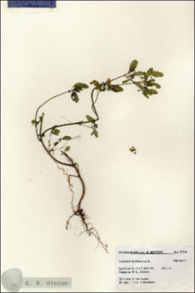 URN_catalog_HBHinton_herbarium_27273.jpg.jpg