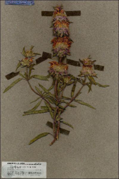 URN_catalog_HBHinton_herbarium_18514.jpg.jpg