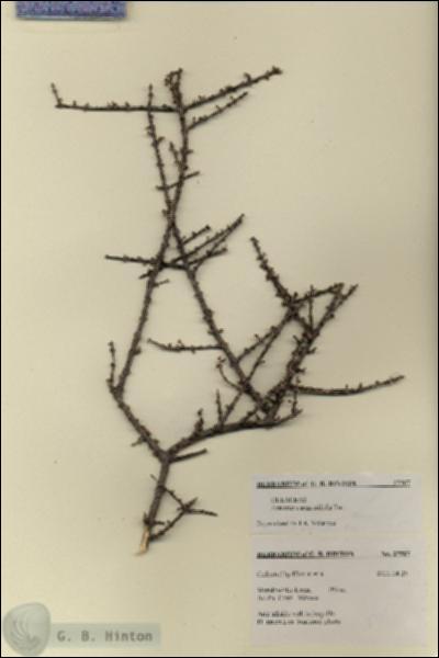 URN_catalog_HBHinton_herbarium_27507.jpg.jpg