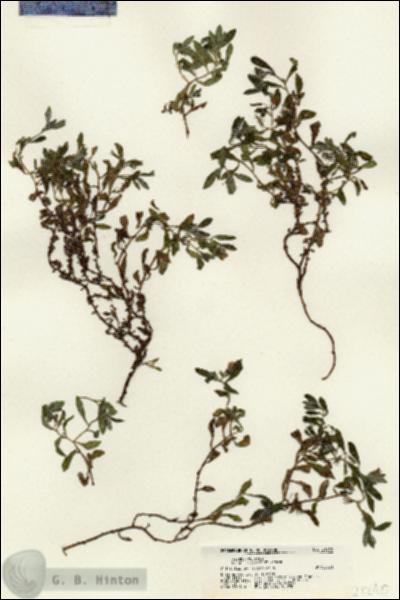 URN_catalog_HBHinton_herbarium_21240.jpg.jpg