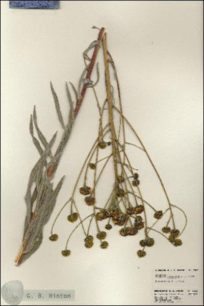 URN_catalog_HBHinton_herbarium_23632.jpg.jpg