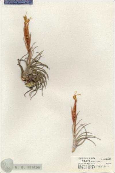 URN_catalog_HBHinton_herbarium_20944.jpg.jpg