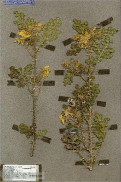 URN_catalog_HBHinton_herbarium_19580.jpg.jpg