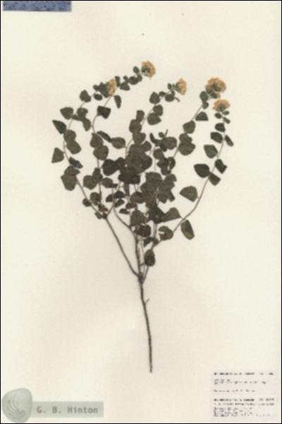 URN_catalog_HBHinton_herbarium_25685.jpg.jpg