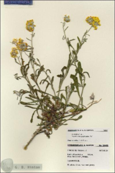 URN_catalog_HBHinton_herbarium_28405.jpg.jpg