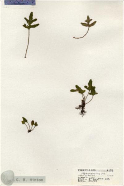 URN_catalog_HBHinton_herbarium_20876.jpg.jpg