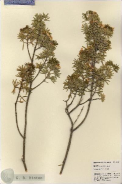 URN_catalog_HBHinton_herbarium_21897.jpg.jpg
