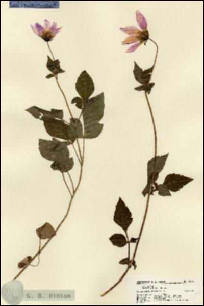 URN_catalog_HBHinton_herbarium_22436.jpg.jpg
