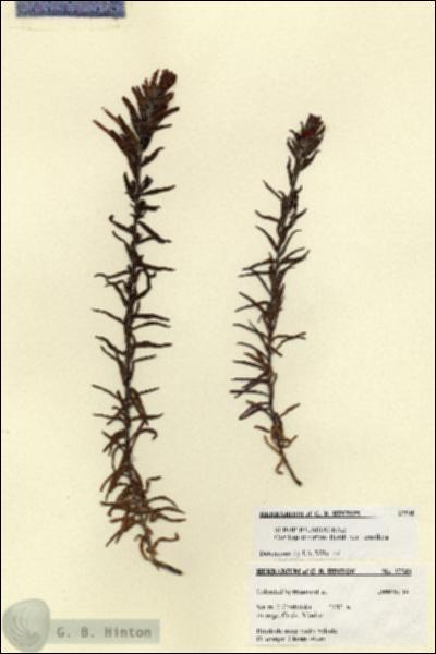 URN_catalog_HBHinton_herbarium_27540.jpg.jpg