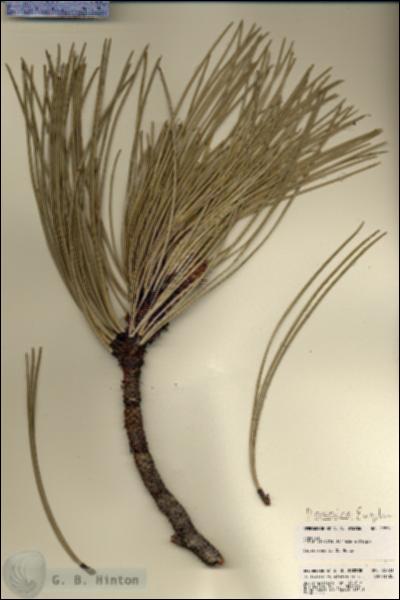 URN_catalog_HBHinton_herbarium_22701.jpg.jpg
