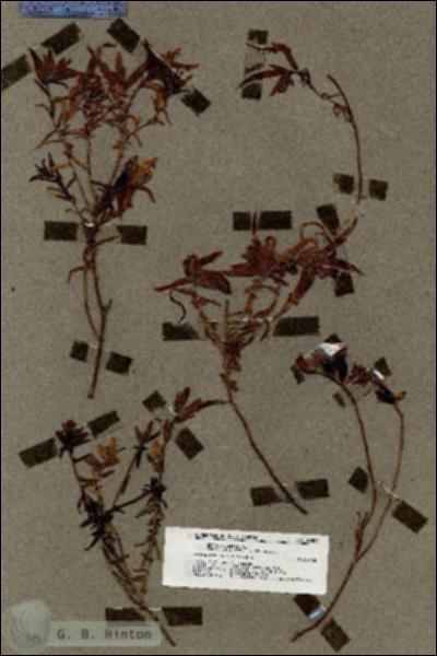 URN_catalog_HBHinton_herbarium_19824.jpg.jpg